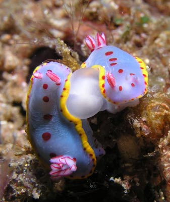 two nudis at The Gap