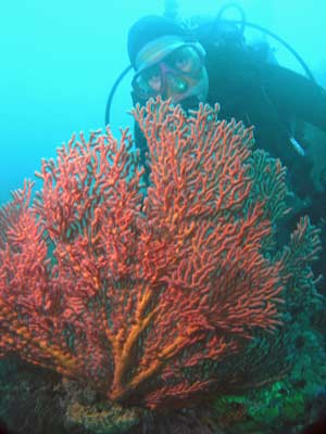 Sea Dragon