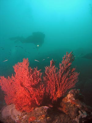 Sea Dragon