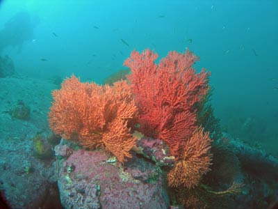 Sponge