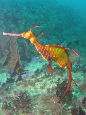 Sea Dragon