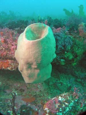 Sponge