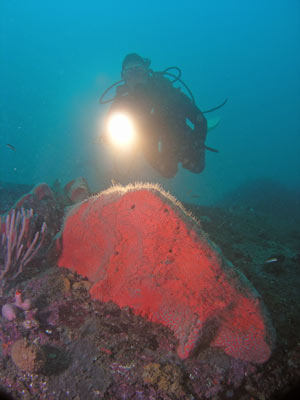 Sponge