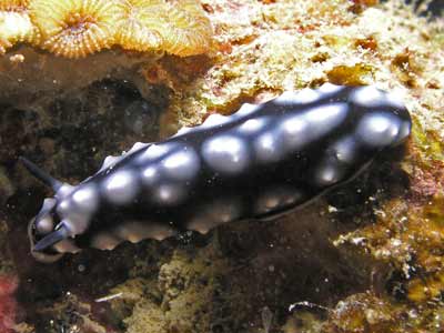 Vanita Reef