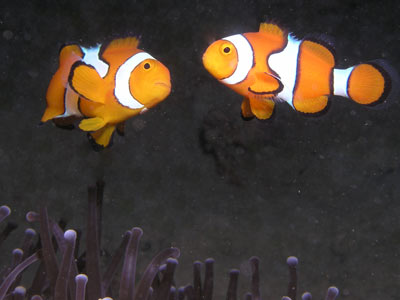 Vanita Reef