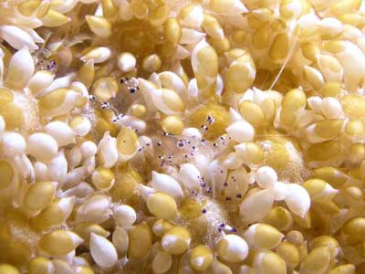 Vanita Reef