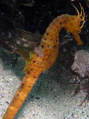 Big Belly Sea Horse