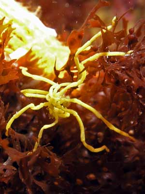 Sea Spider