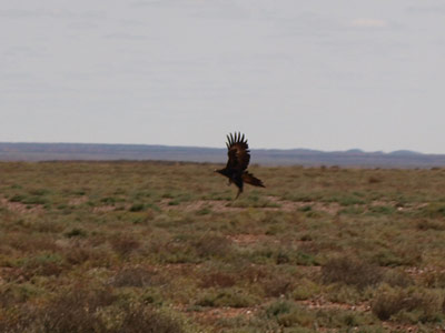 Wedgetail Eagle