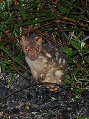 Tiger Quoll 