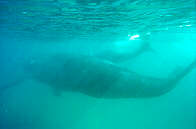The whale and calf