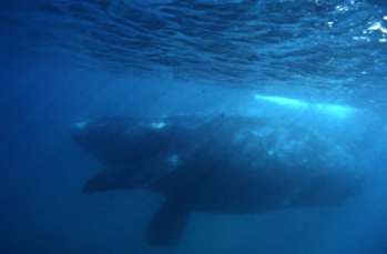 The southern right whale with calf hidden behind