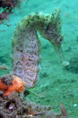 Whites seahorse