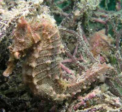 Whites sea horse