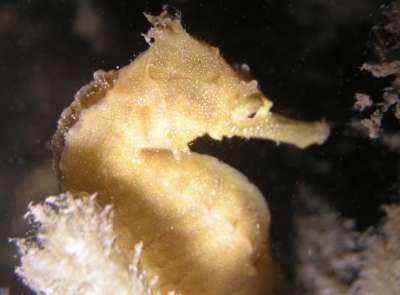 White's seahorse