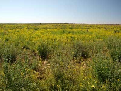 Wildflowers near Cooper Creek