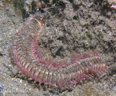 Worm