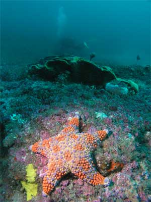 Firebrick sea star