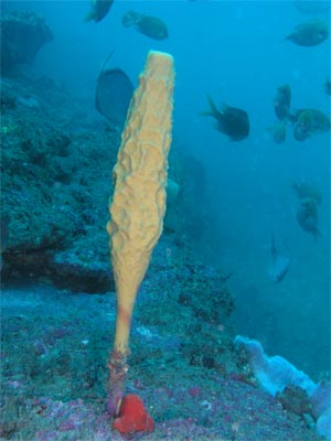 A sponge