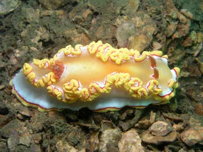 Yellow Nudibranch