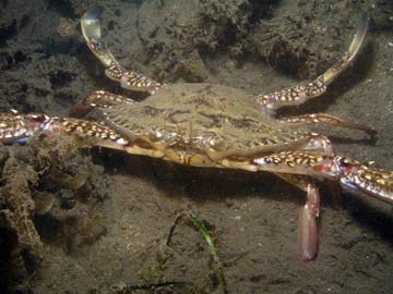 Blue-swimmer crab
