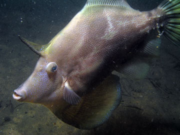 Fan-bellied leatherjacket