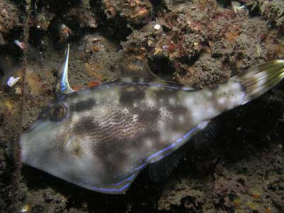 A leatherjacket