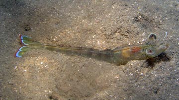 Prawn