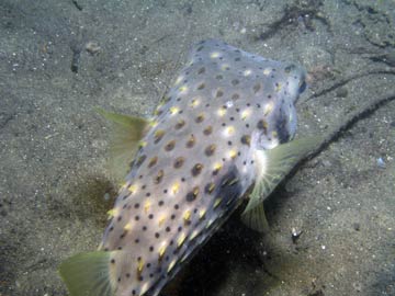 Pufferfish