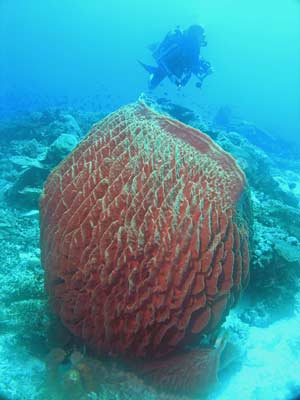 Barrel Sponge