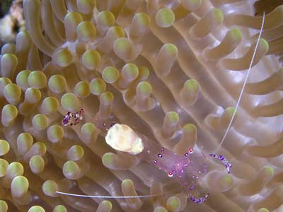 Glass Shrimp