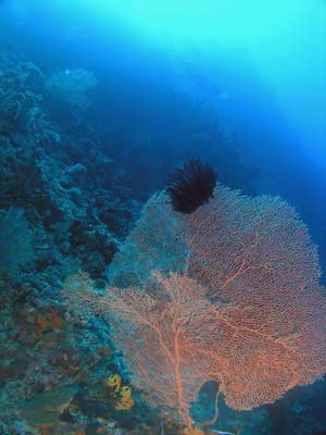 Gorgonia