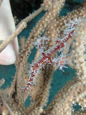 Ornate Ghost Pipefish