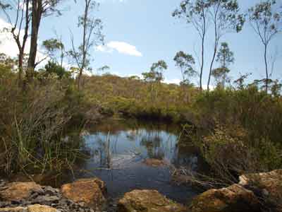 Basket Swamp Creek