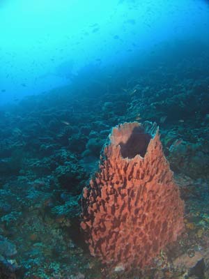 Barrel sponge