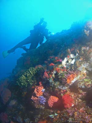 Reef