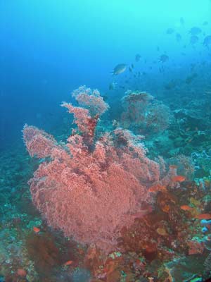 Red gorgonia