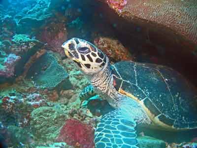 Turtle