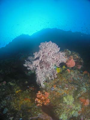 White gorgonia
