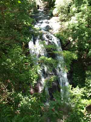Forest Tops Camping Area