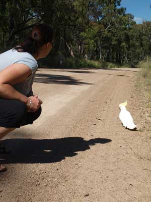 Cockatoo with broken wing