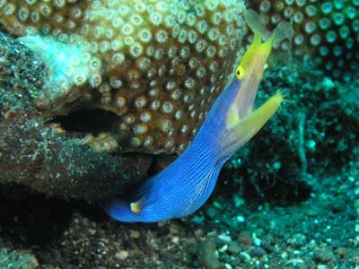 Ribbon Eel