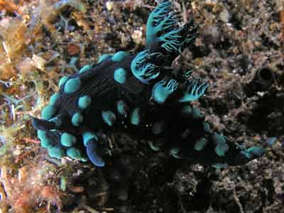 Artificial Reef