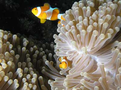 Nemo