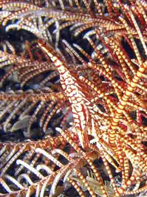 Orate Ghost Pipefish