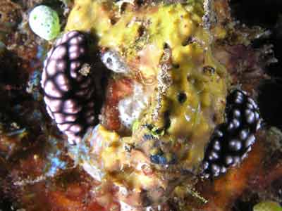 Phylidiella Pustu