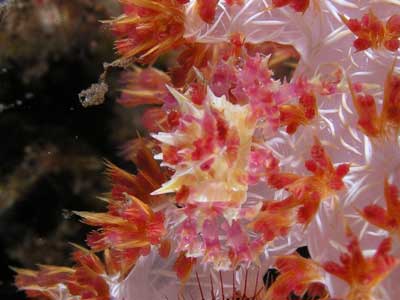 Soft Coral Crab
