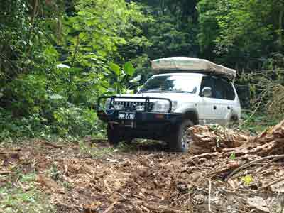 Fallen Tree