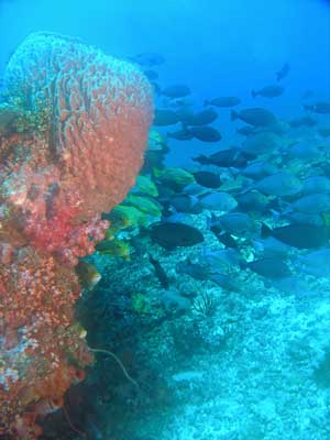Barrel Sponge
