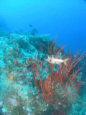 Coral